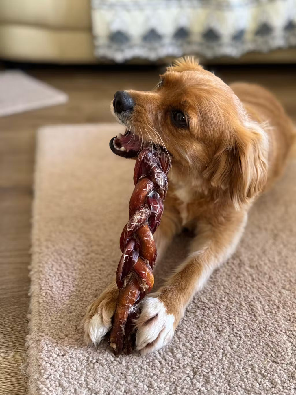 Beef Braided Pizzle