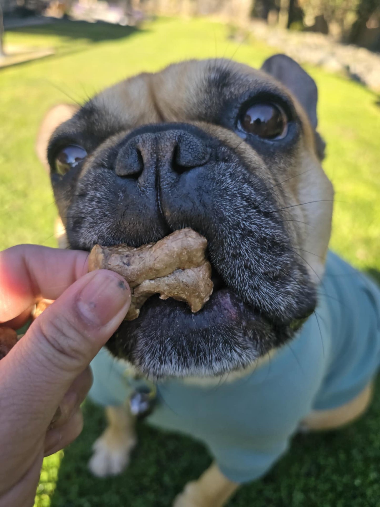 Beef Lungs