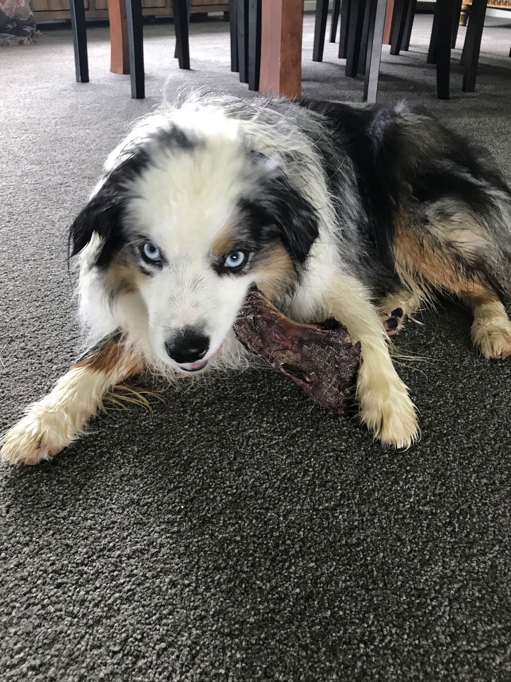 Beef Snout