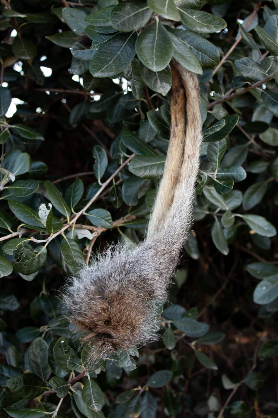 Wallaby Tail (Fur only)