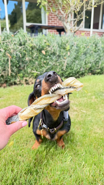 King Salmon Skin Twister