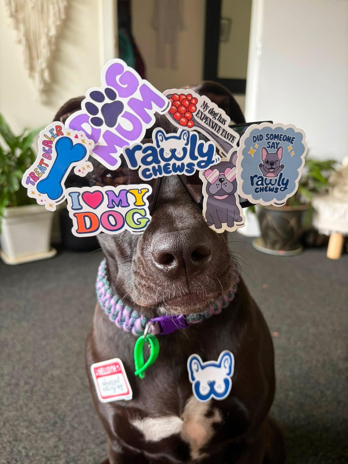 Rawly Chews Sticker Bar