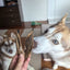 Hare Ear