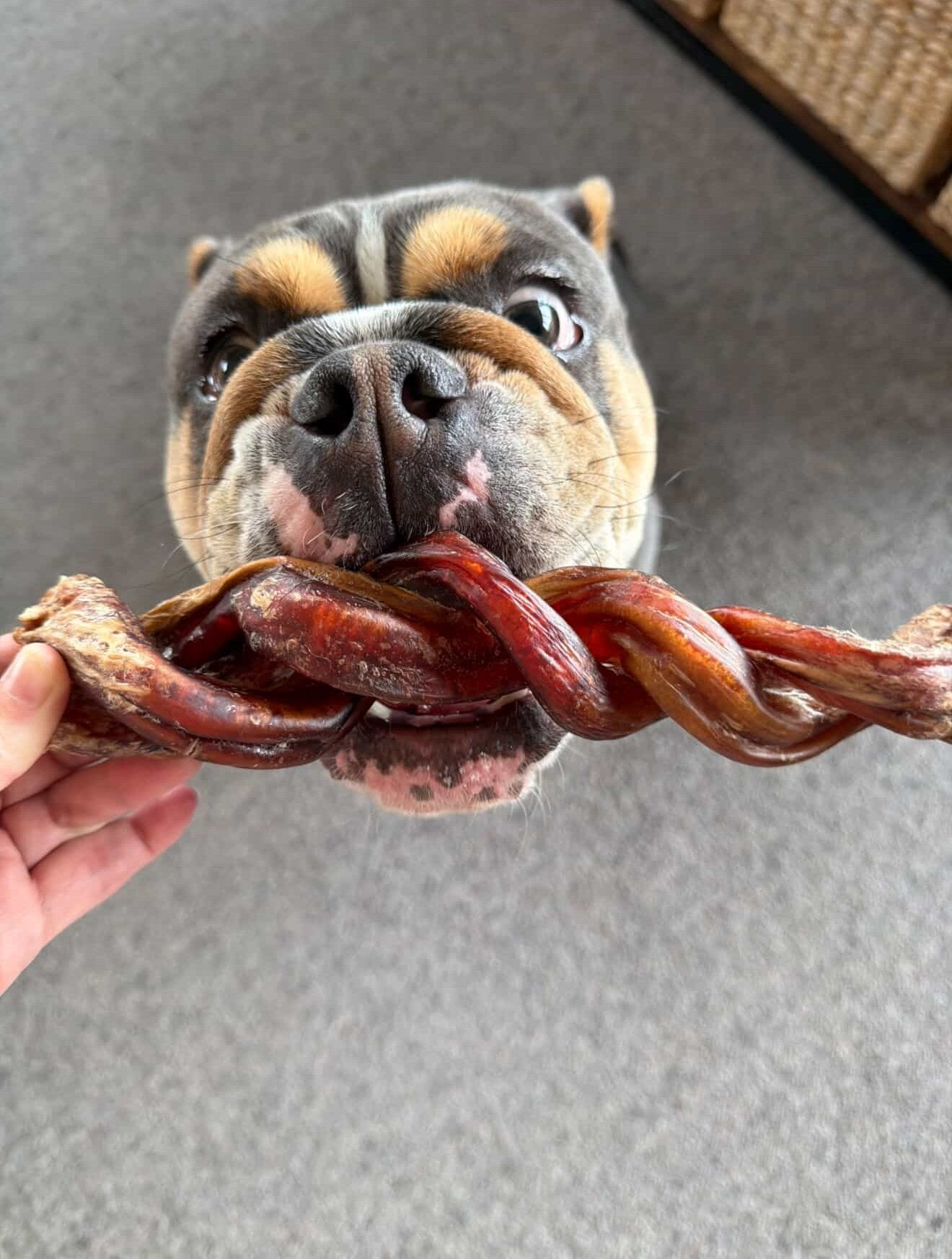Beef Pizzle Twister