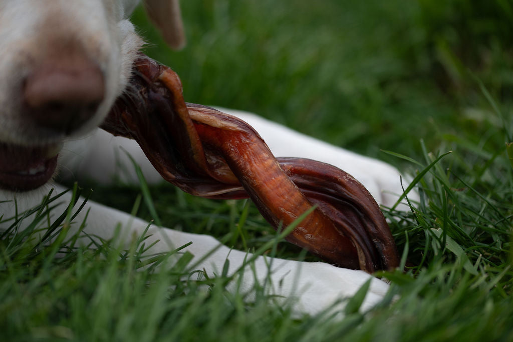 Beef Pizzle Twister