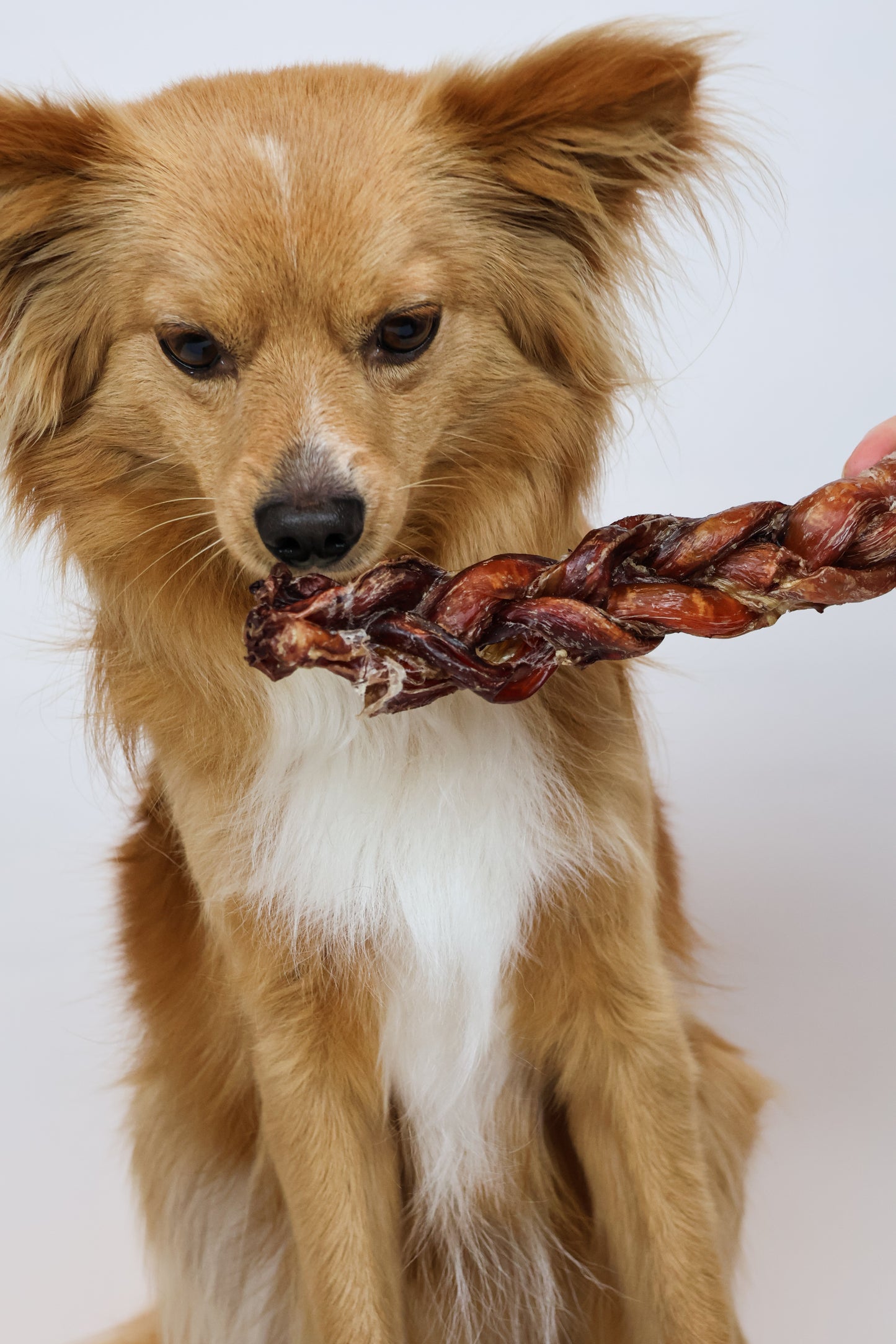Beef Braided Pizzle