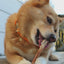 Venison Tendon