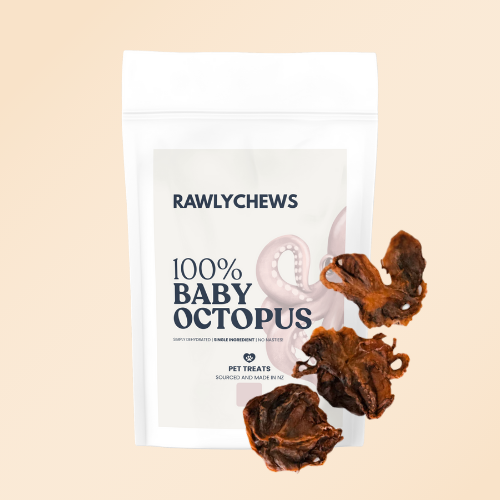 Baby Octopus