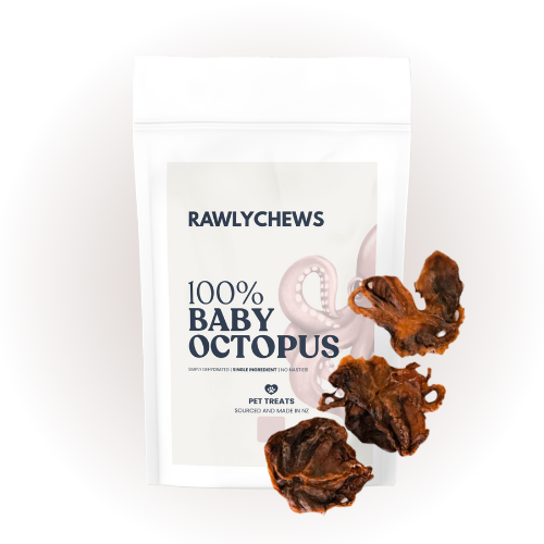 Baby Octopus