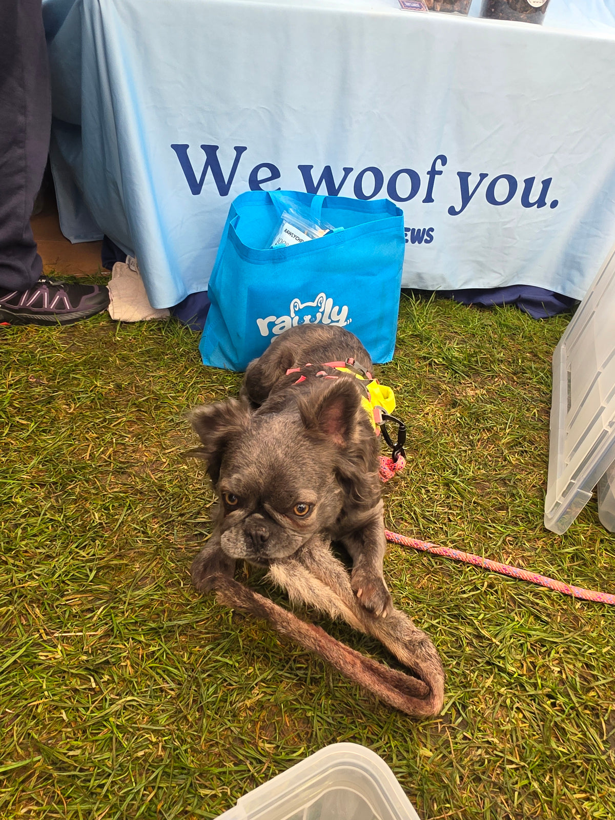 Wallaby Tail (Fur only)