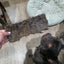 Wallaby Skin Plates