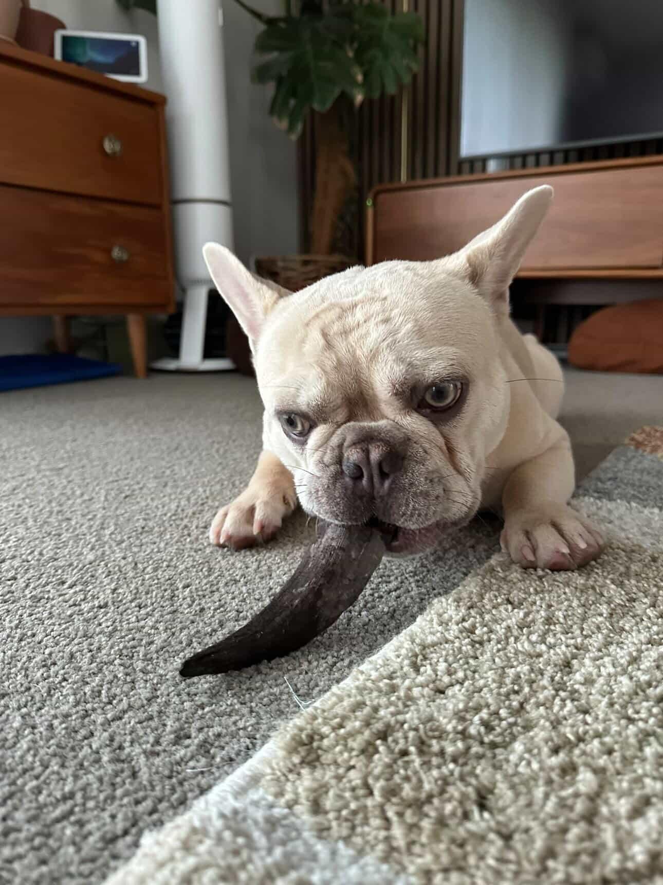 Goat Horn
