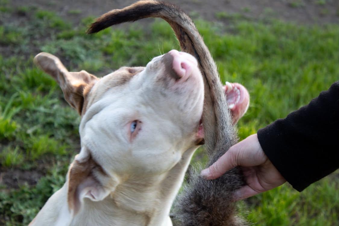Wallaby Tail (Fur only)
