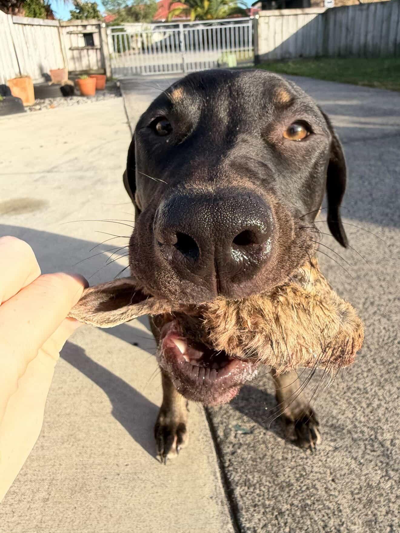 Bunny Head