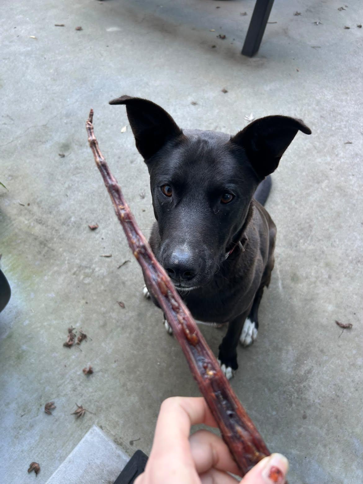 Wallaby Tail (No fur)
