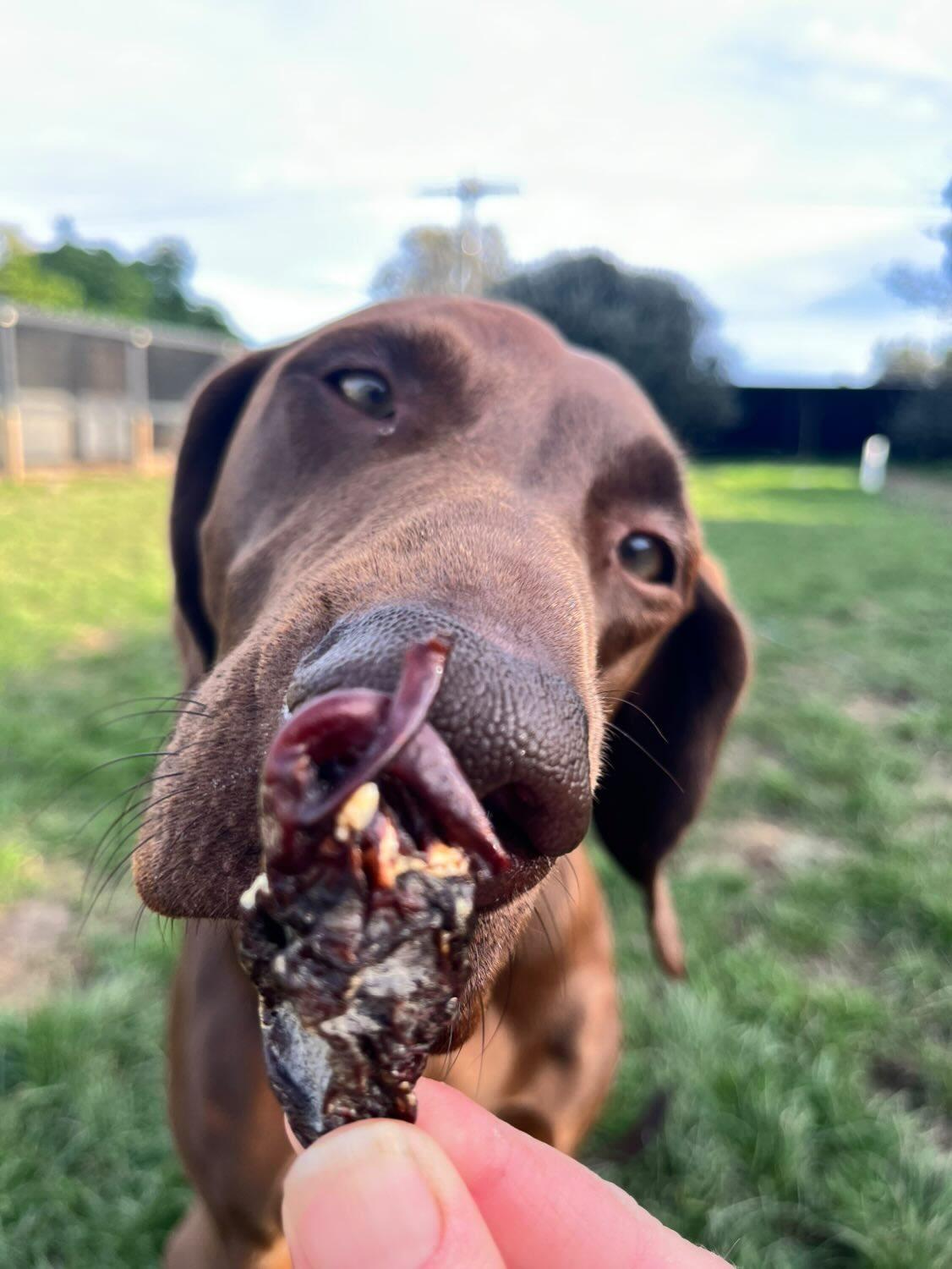 Turkey Hearts