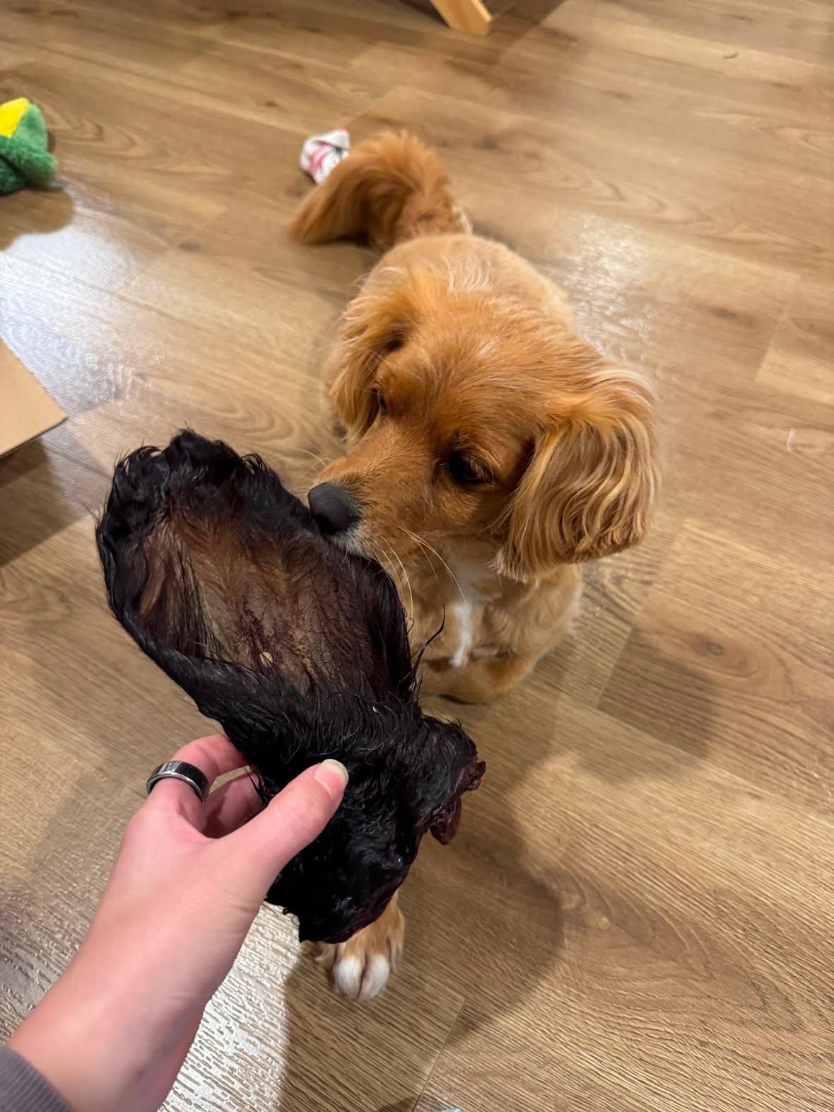 Hairy Cow Ear
