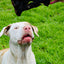 Beef Snout
