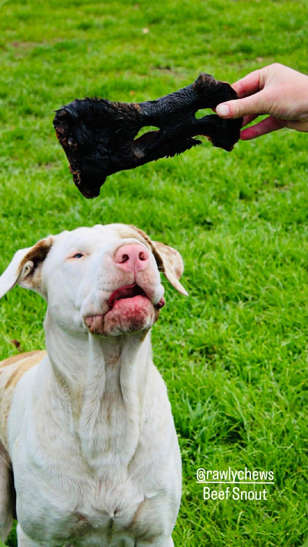Beef Snout