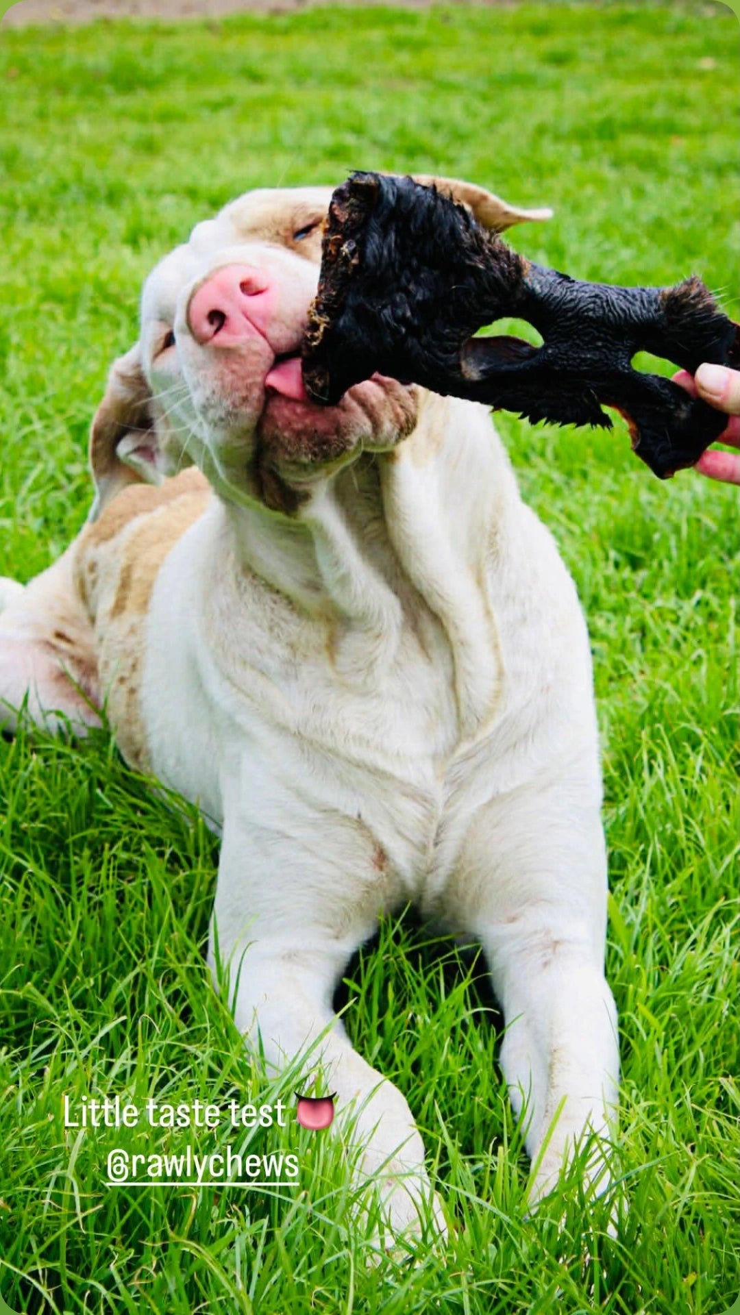 Beef Snout