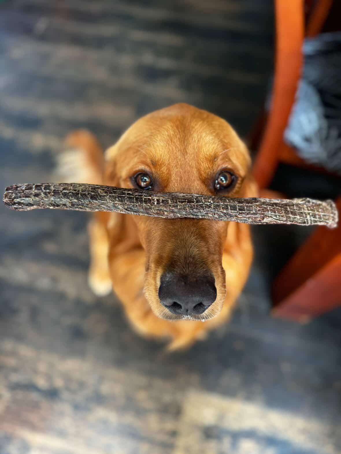 Beef Chews