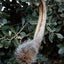Wallaby Tail (Fur only)