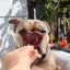 Pork Snout