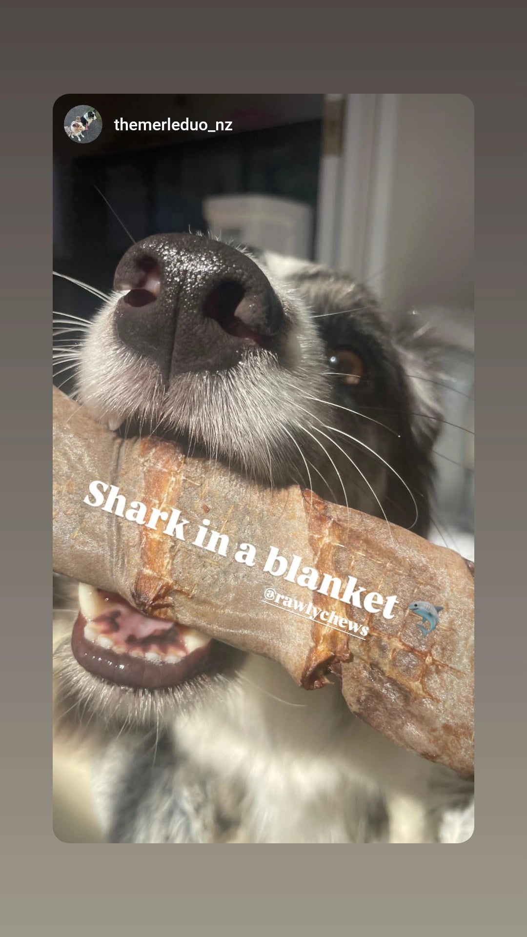 Shark Skin Twister