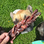Beef Braided Pizzle