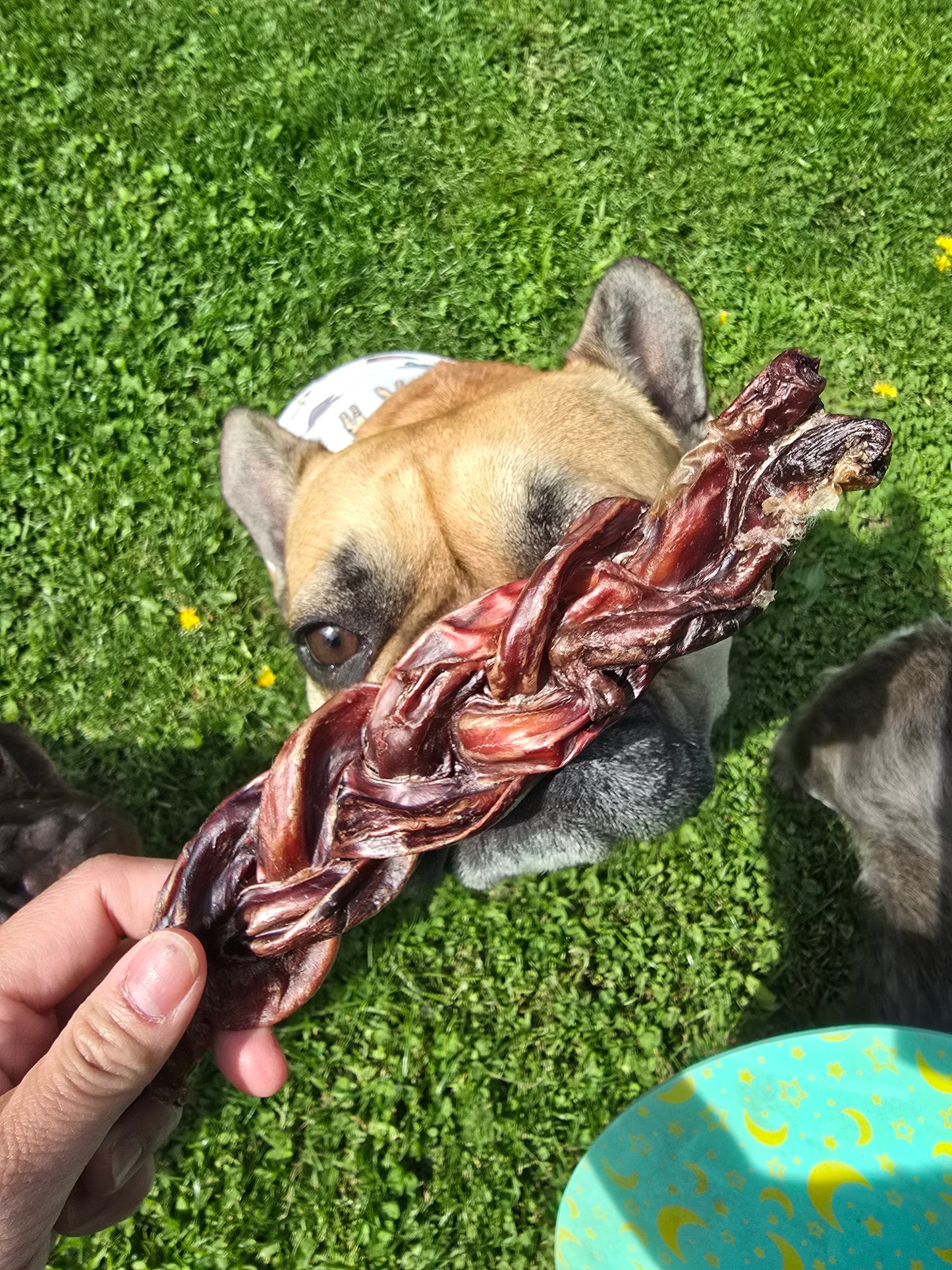 Beef Braided Pizzle
